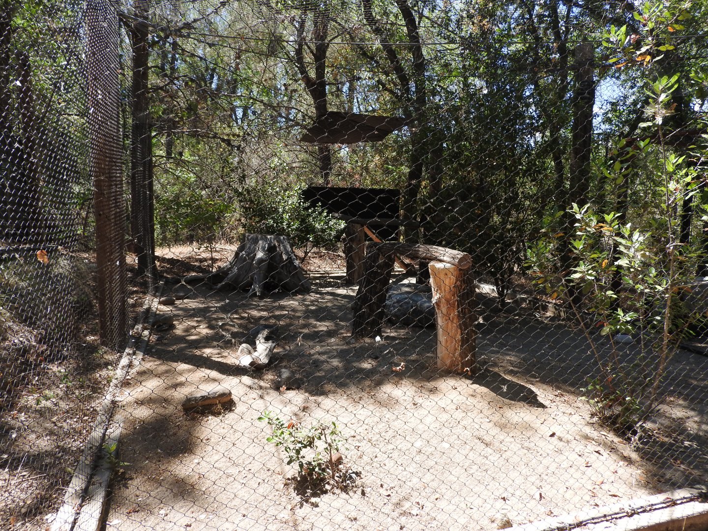 Golden Eagle Exhibit