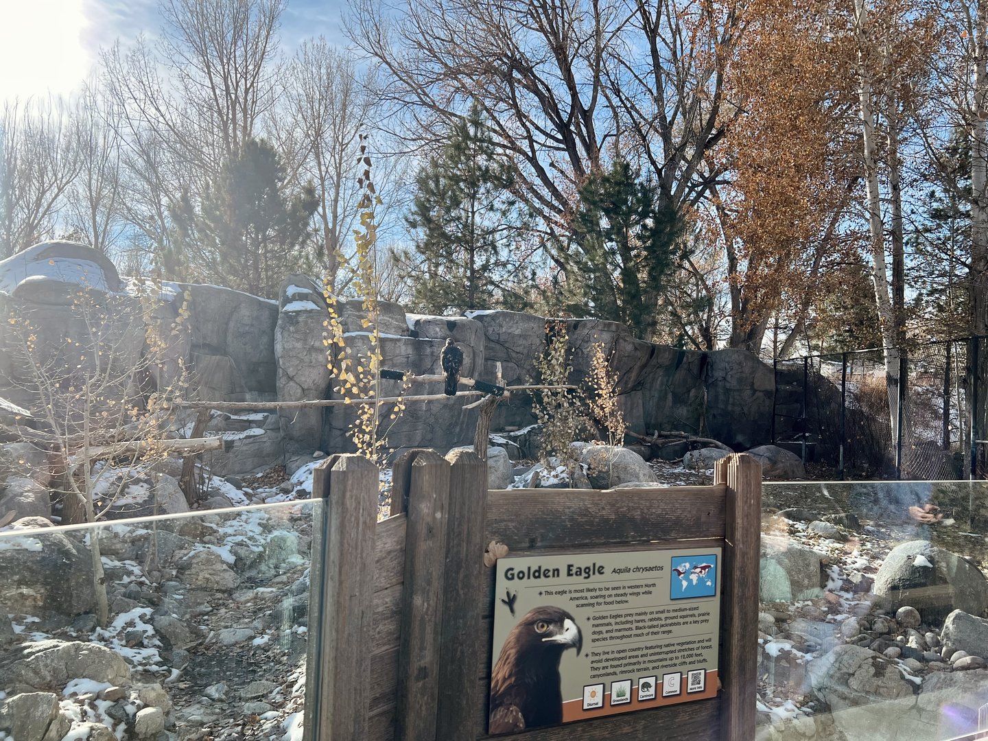 Golden Eagle Exhibit