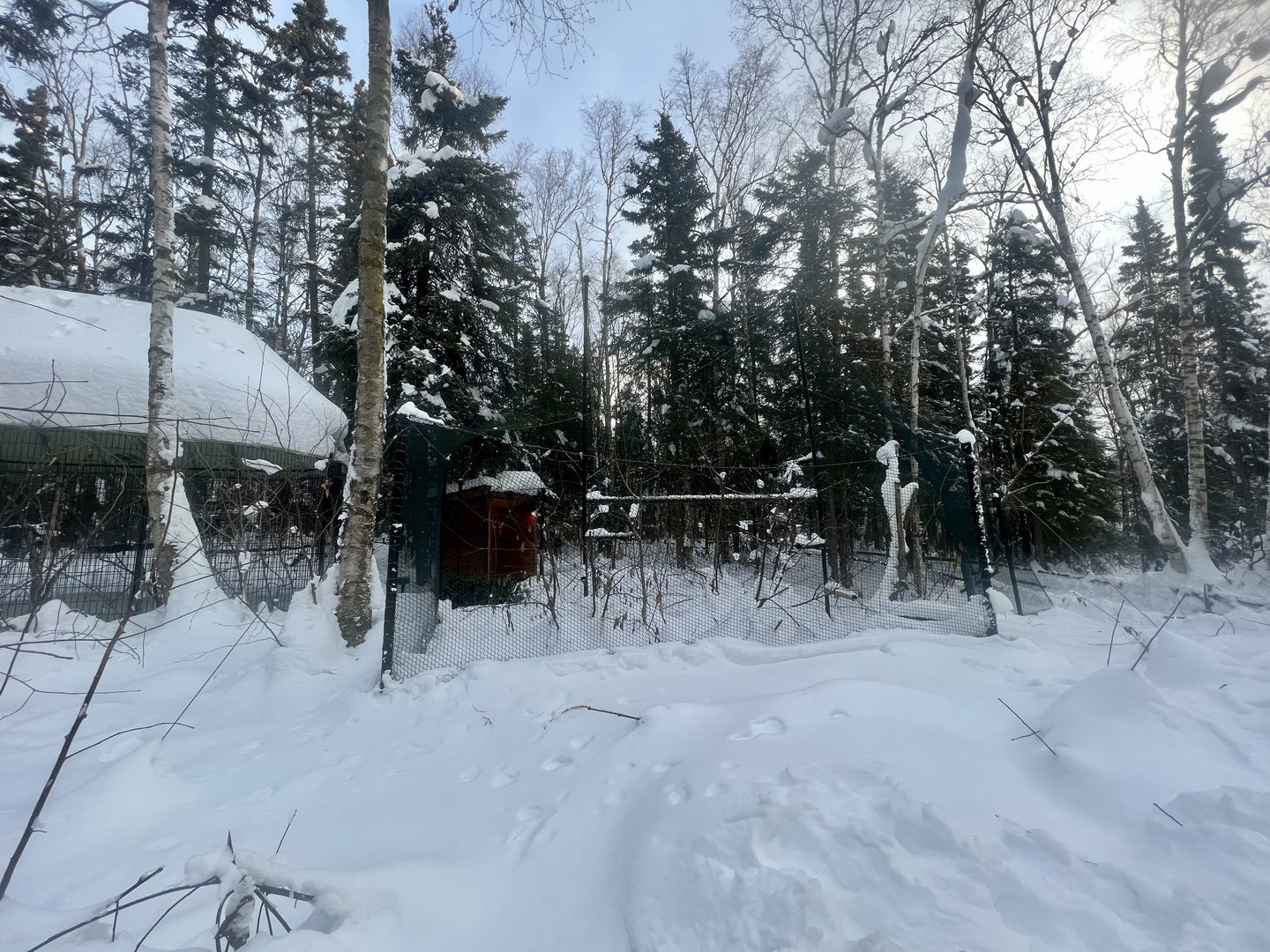 Golden Eagle Exhibit