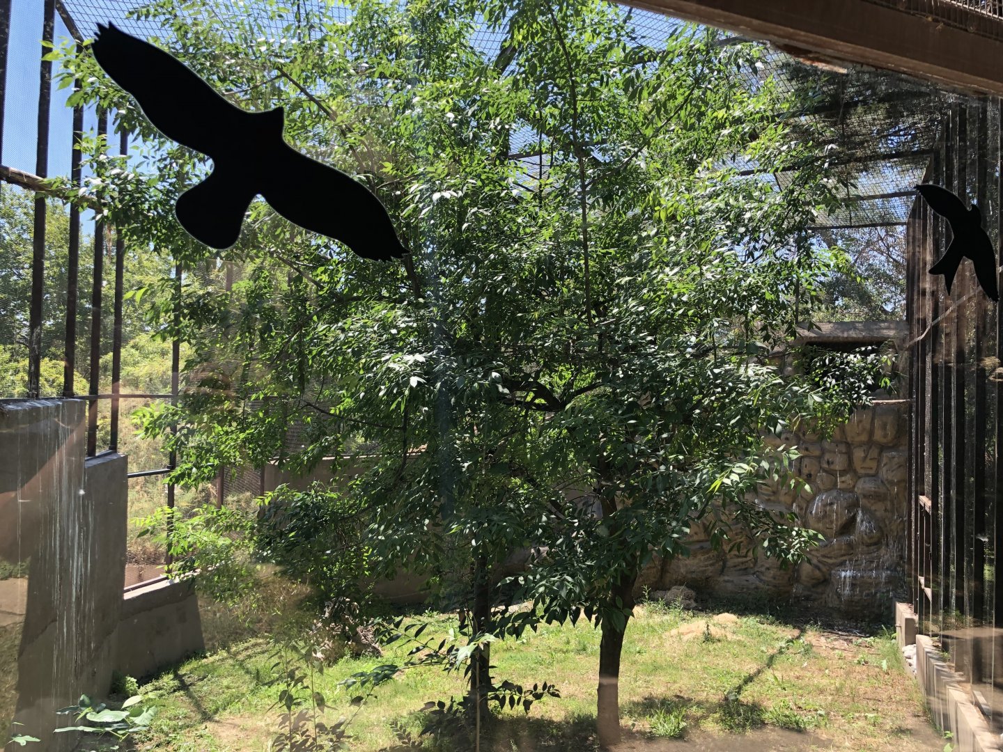 Golden eagle exhibit