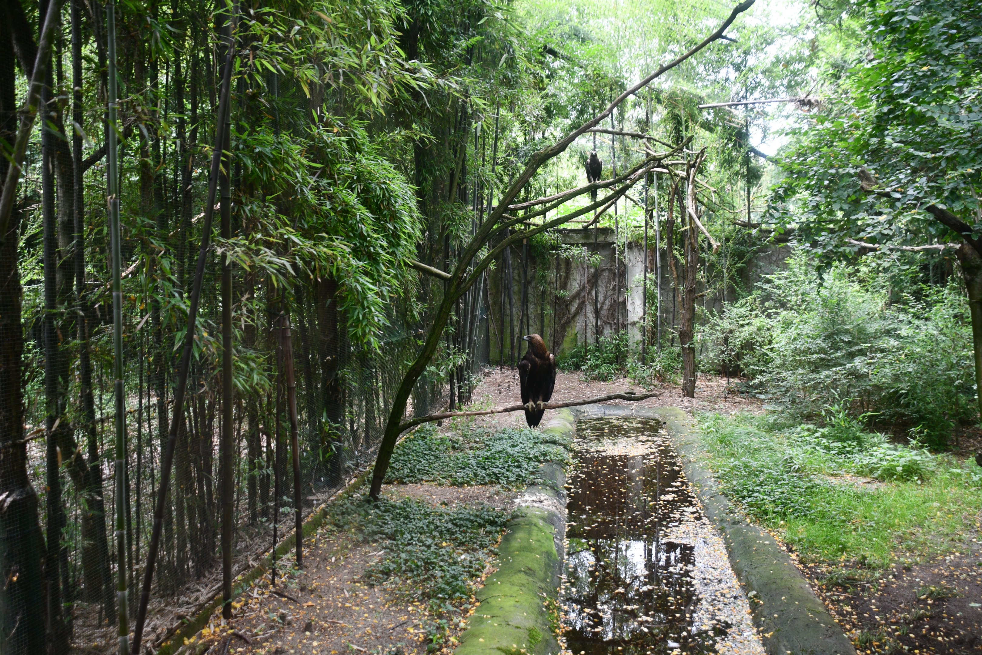 Golden Eagle exhibit