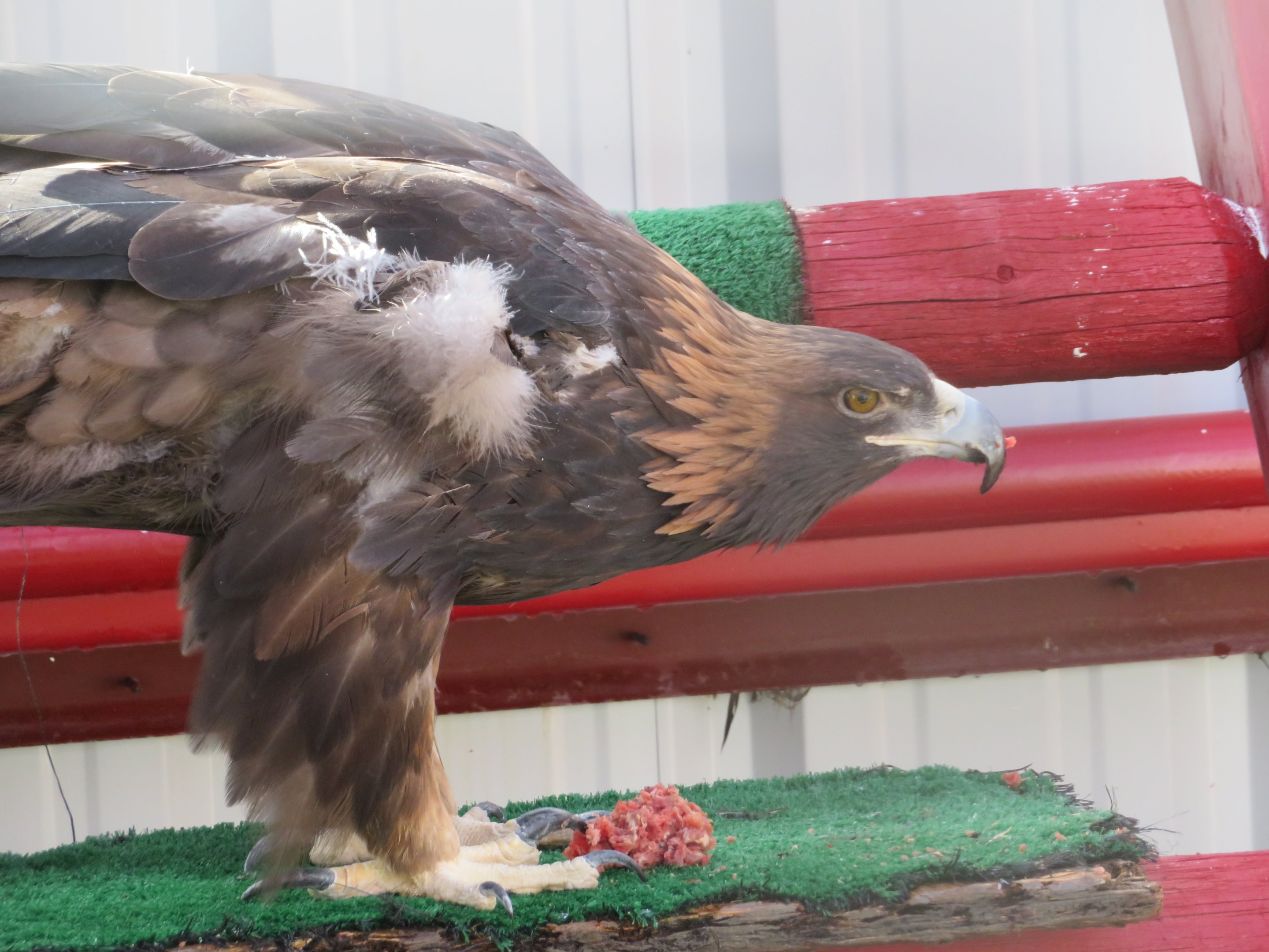 Golden Eagle Feasting
