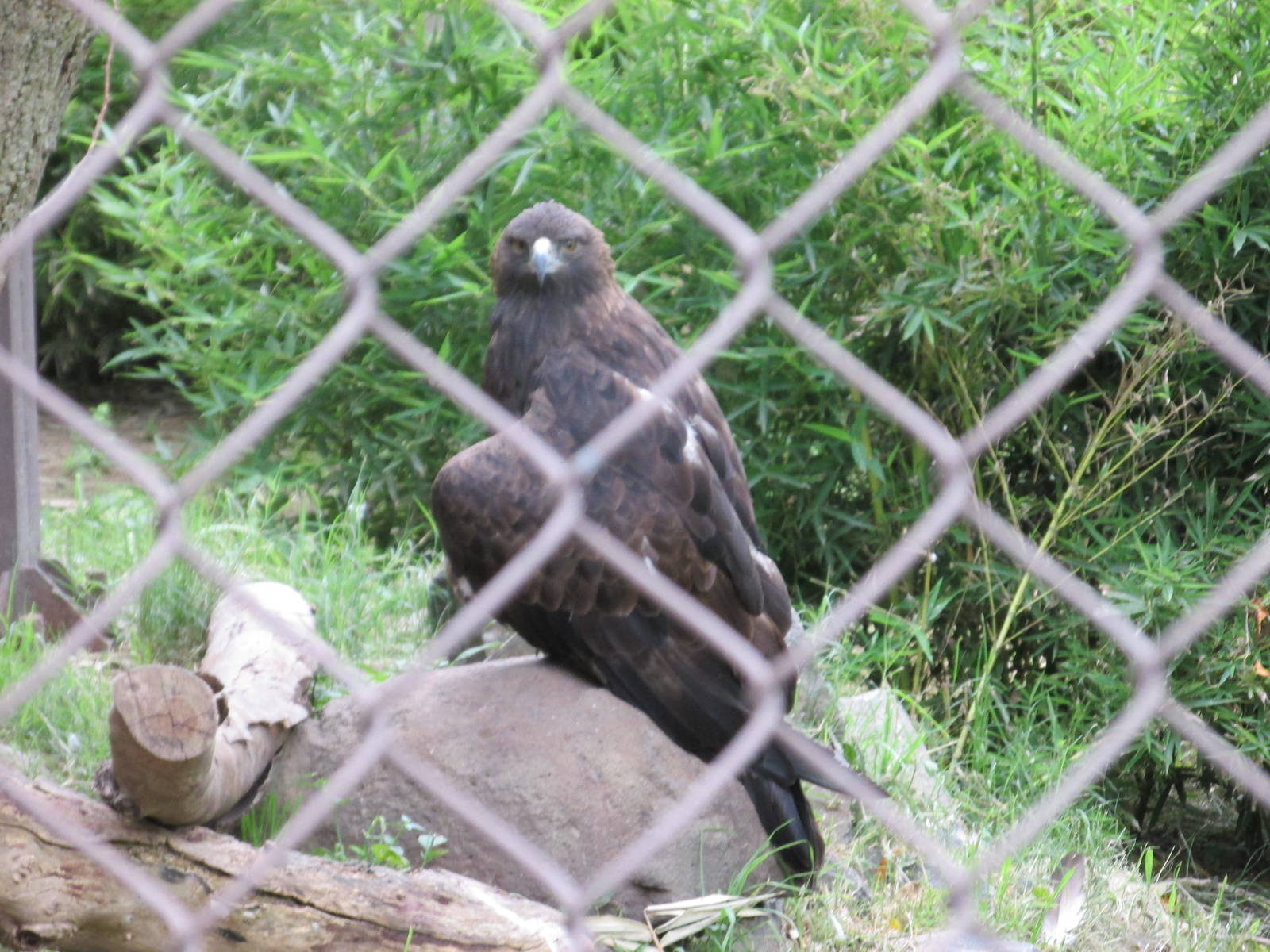 golden eagle guadalajara zoo