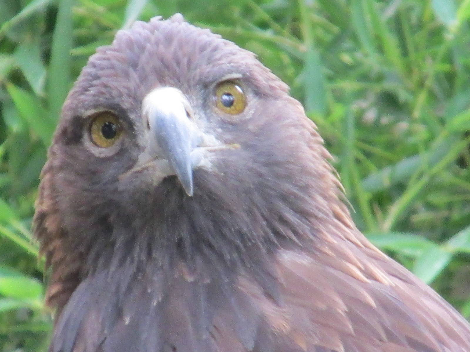 golden eagle guadalajara zoo