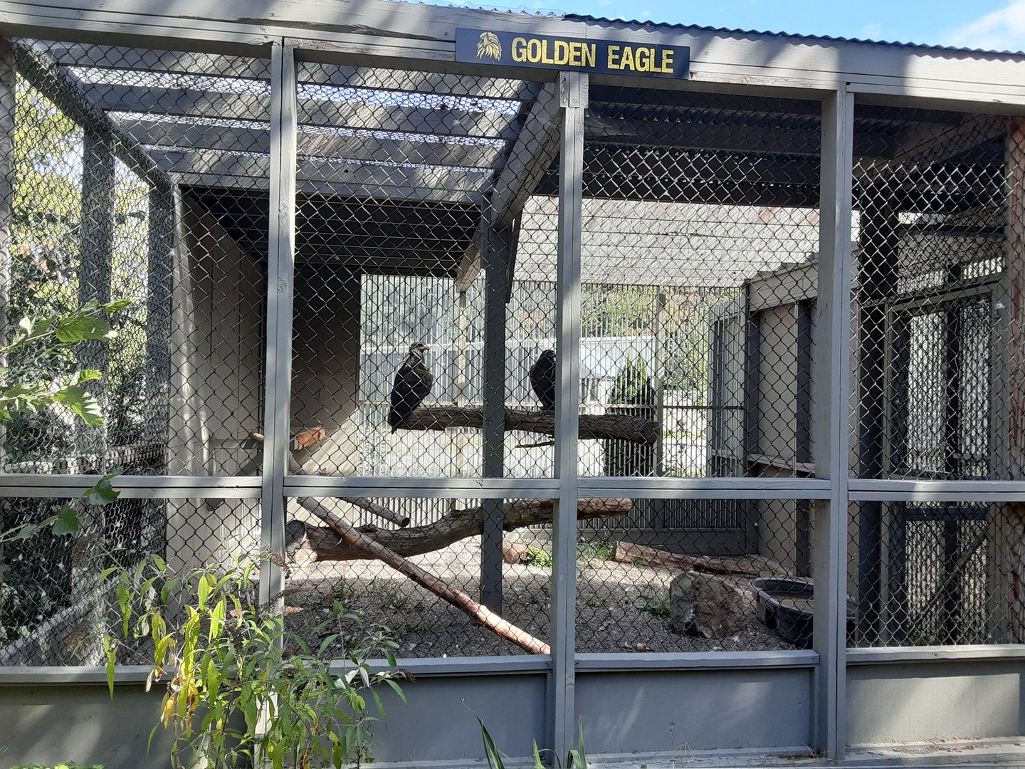 Golden Eagle Habitat