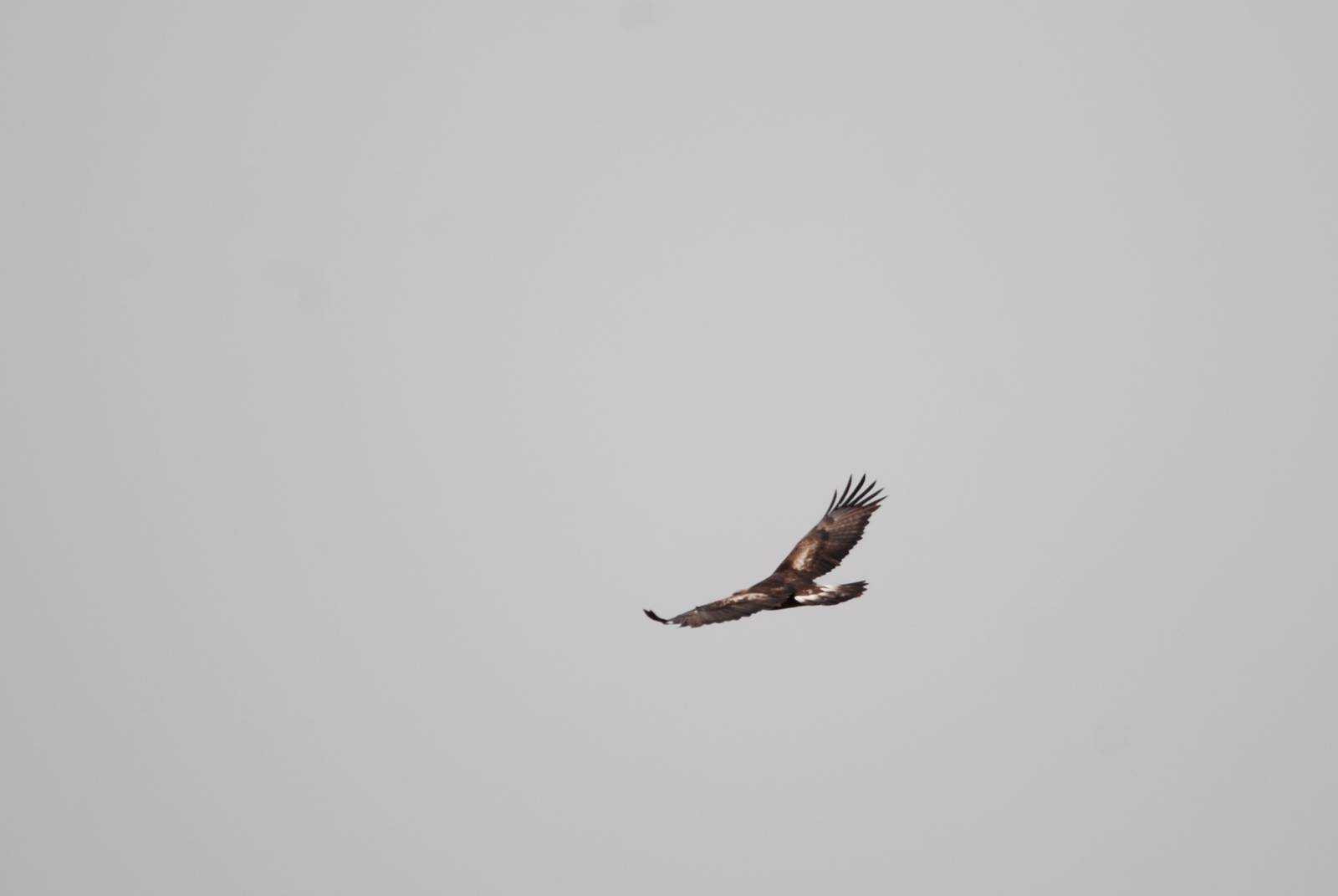 Golden Eagle in Bale Mountains NP, 15/10/14