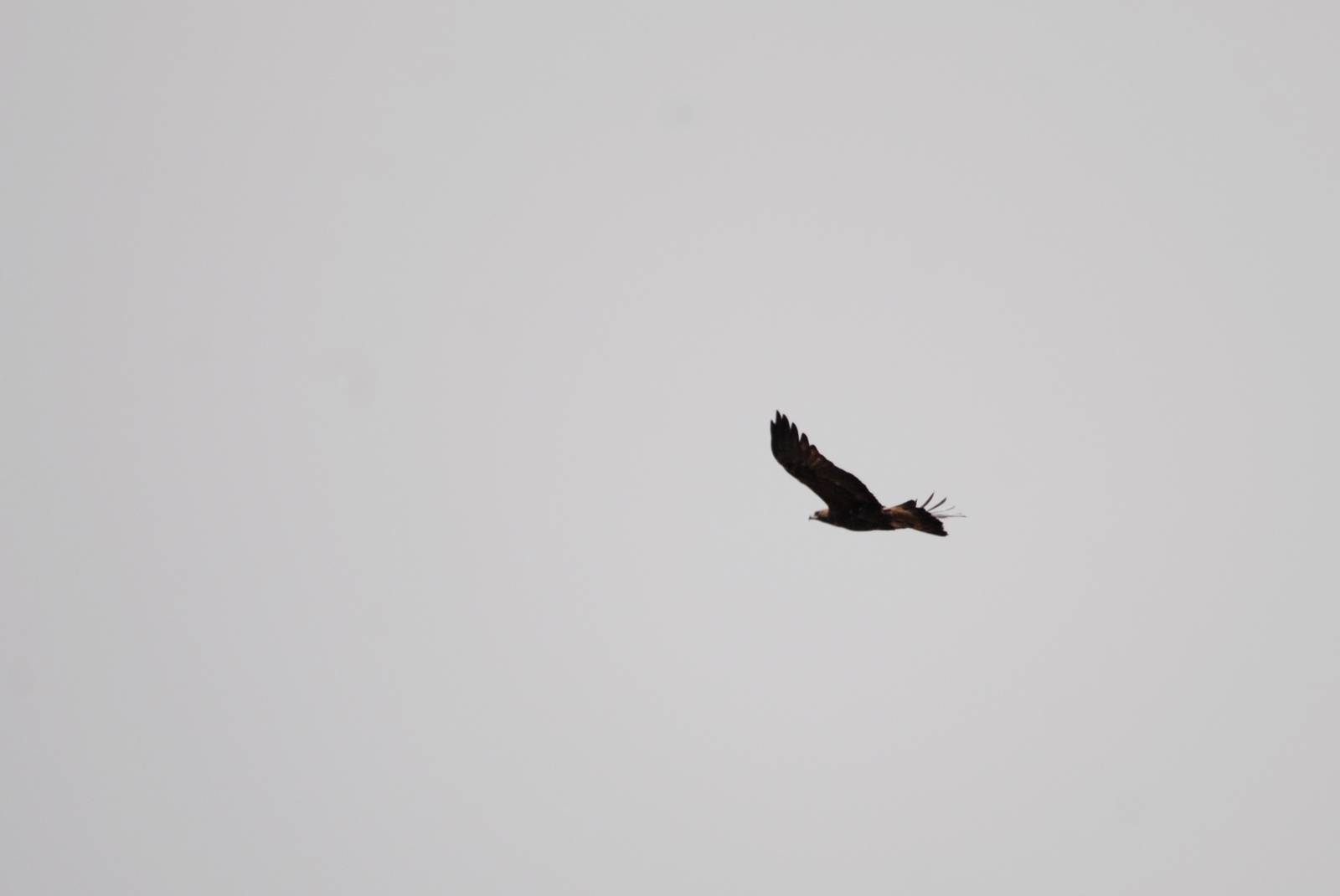 Golden Eagle in Bale Mountains NP, 15/10/14