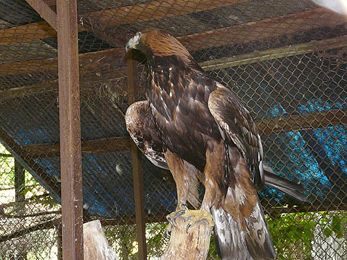 Golden Eagle in Kishinev Zoo