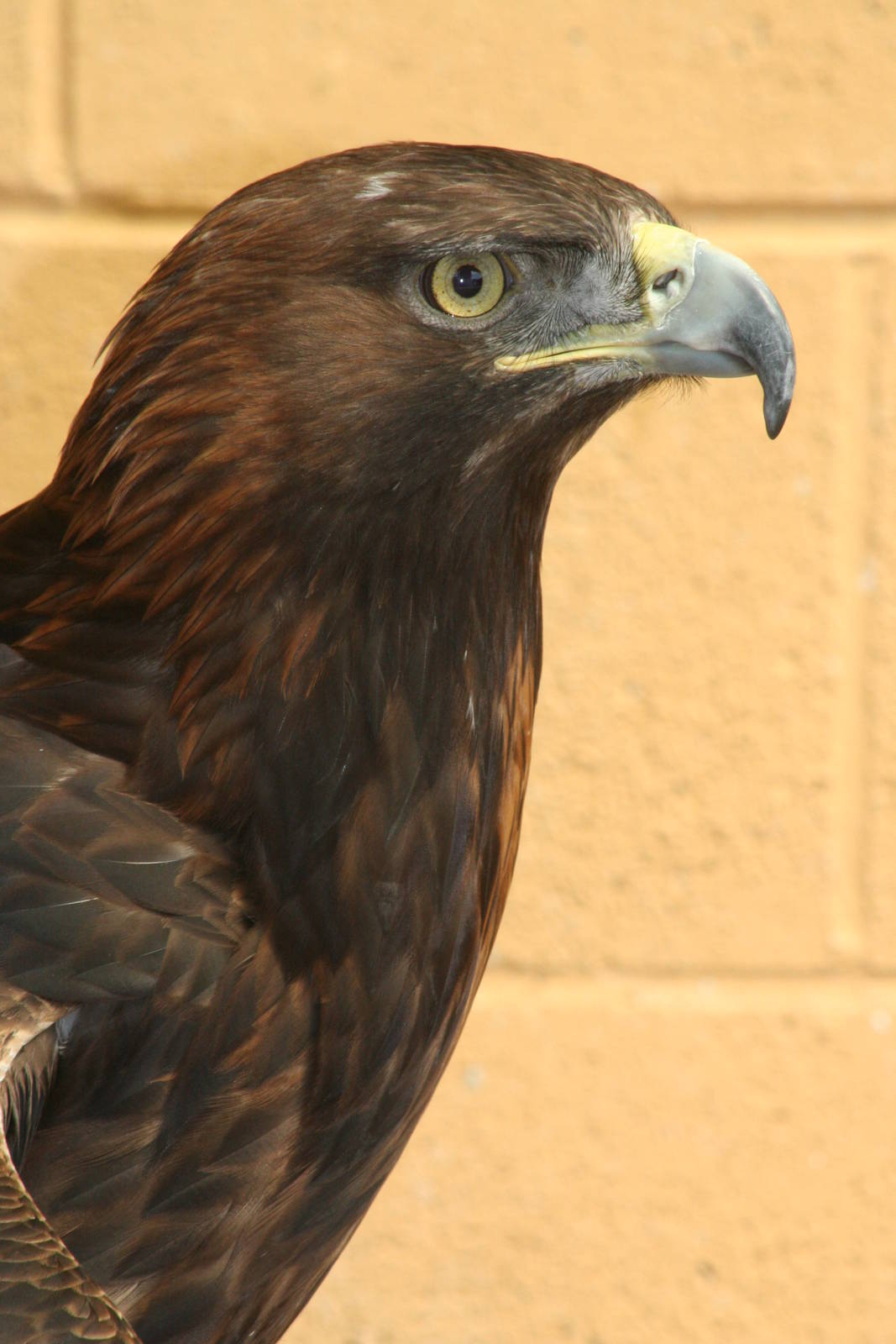 Golden Eagle @ Lake District Wildlife Park; 31.05.2014