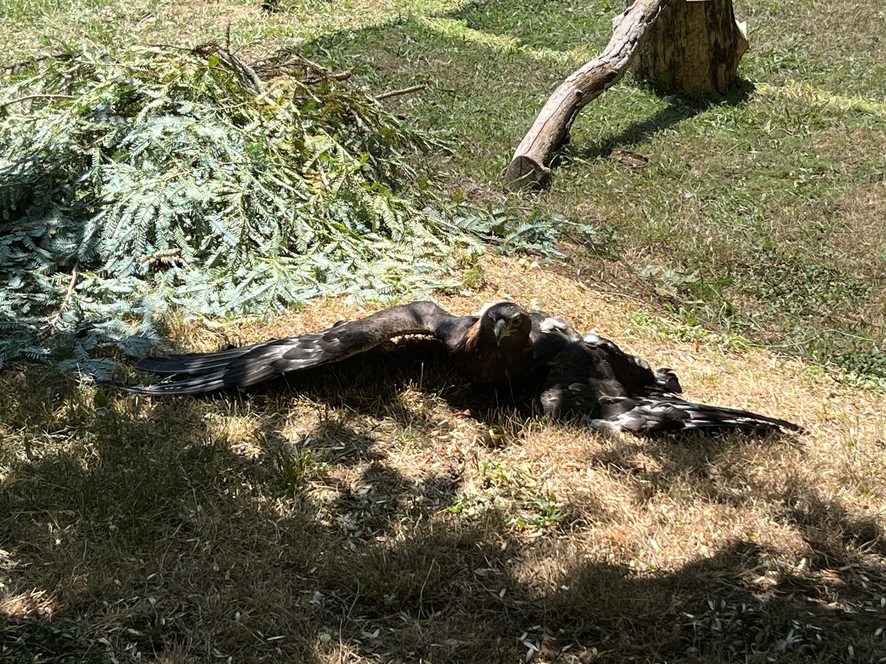 Golden Eagle - out for a demonstration