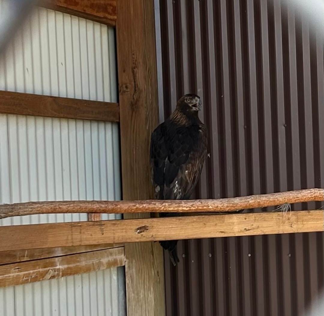 Golden Eagle (Outdoor Discovery Center, Holland, MI, 8/8/25)