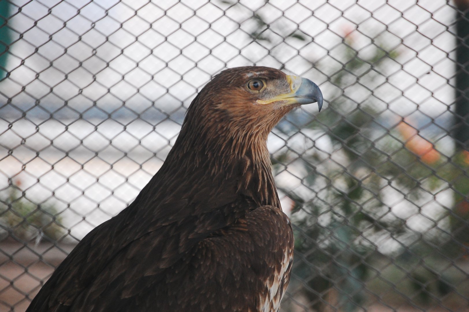 Golden eagle - Peshawar zoo 6/23/2019