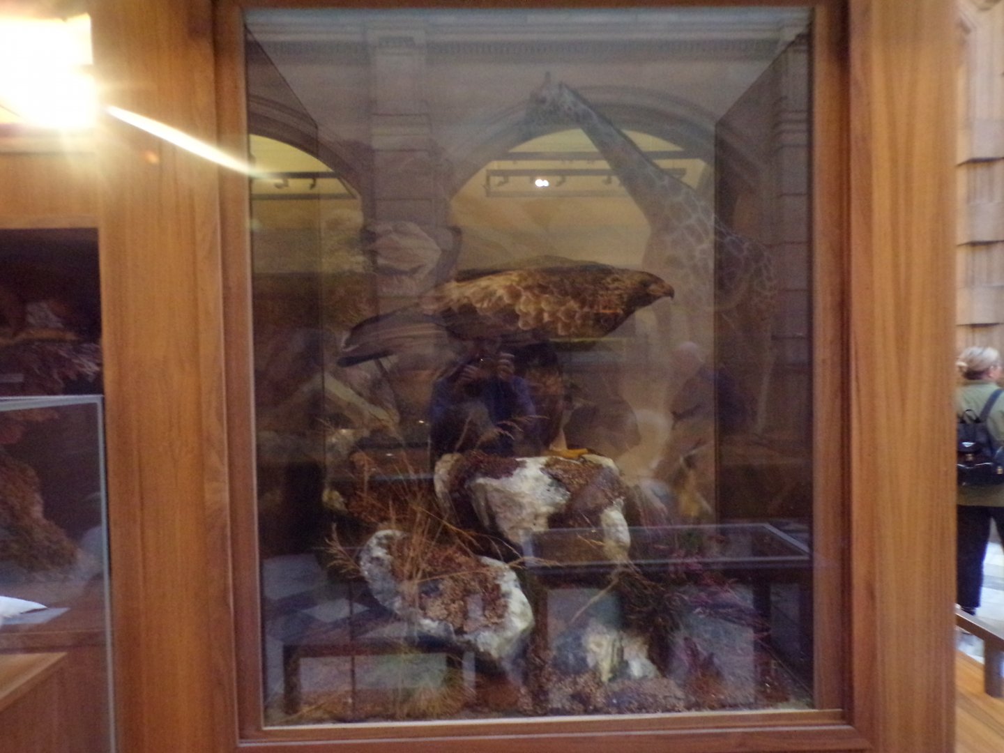 Golden eagle (taken at Kelvingrove museum) 12.2.24