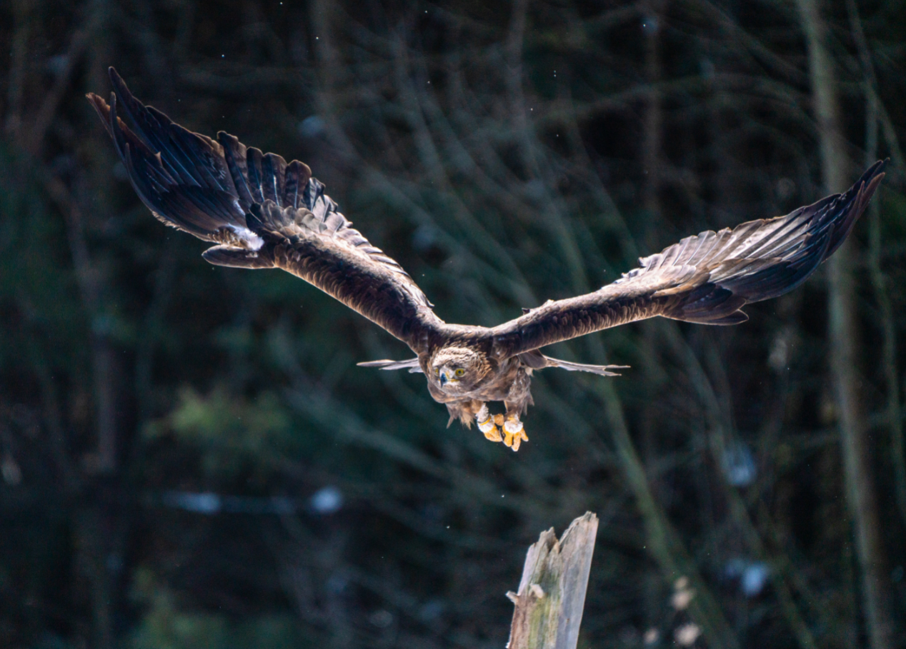 Golden Eagle taking off