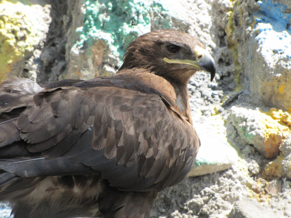 Golden Eagle(tehran zoo)
