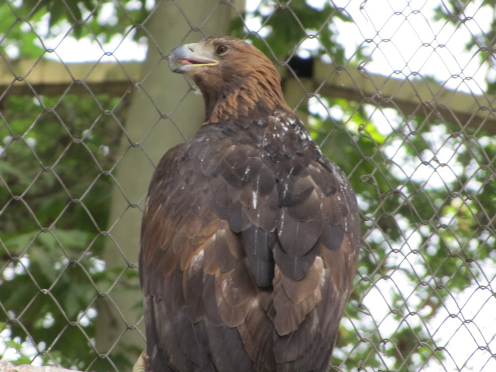 Golden Eagle(tehran zoo)