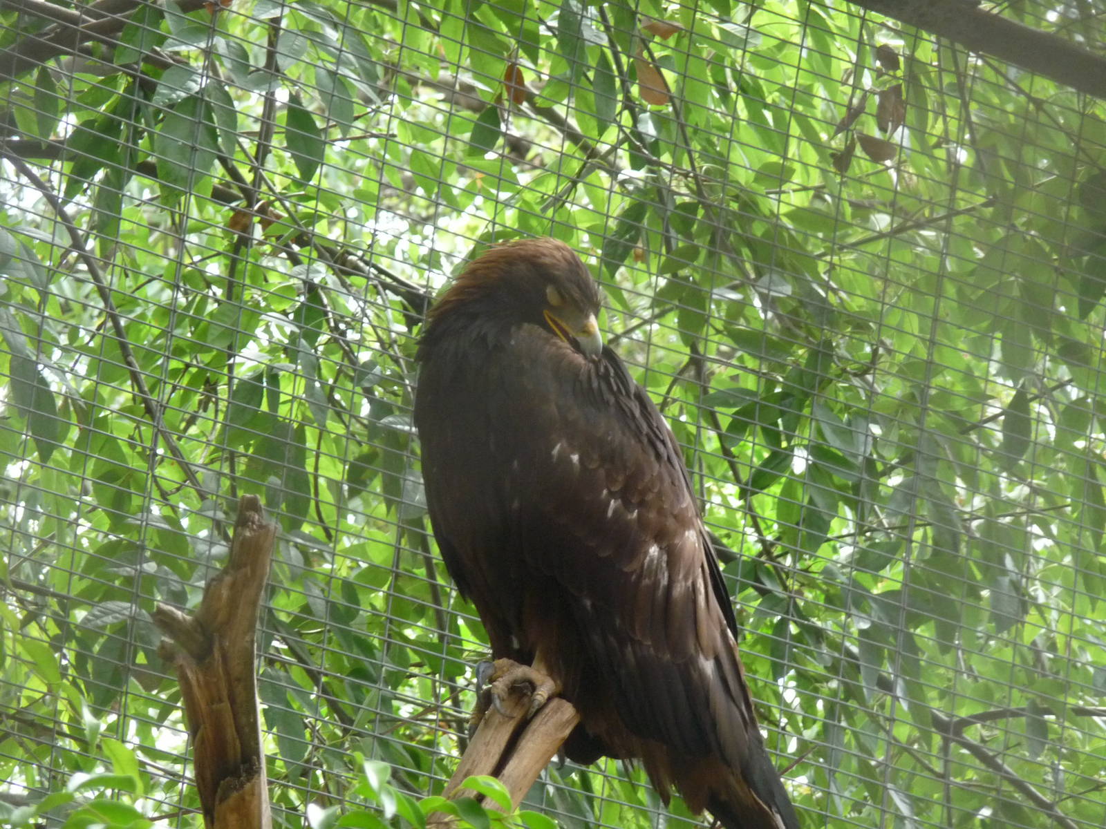 golden eagle zoologico de irapuato