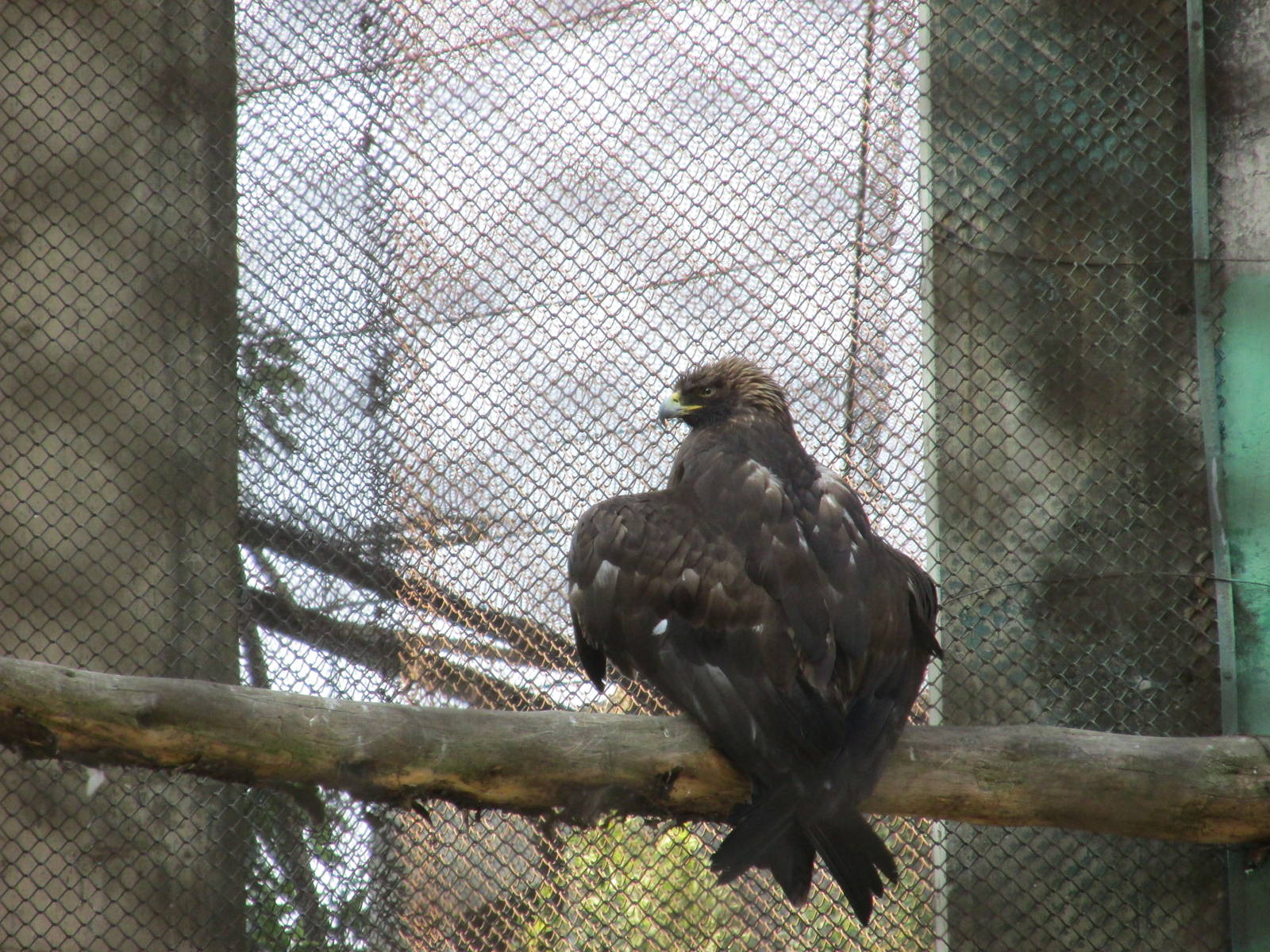 golden eagle zoologico los coyotes