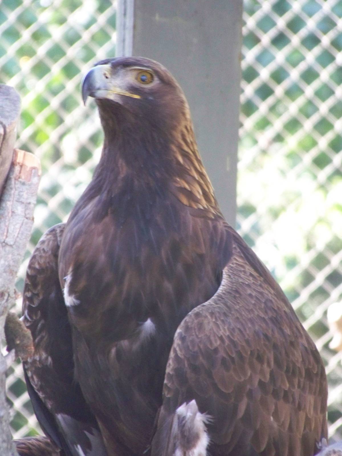 Golden Eagle
