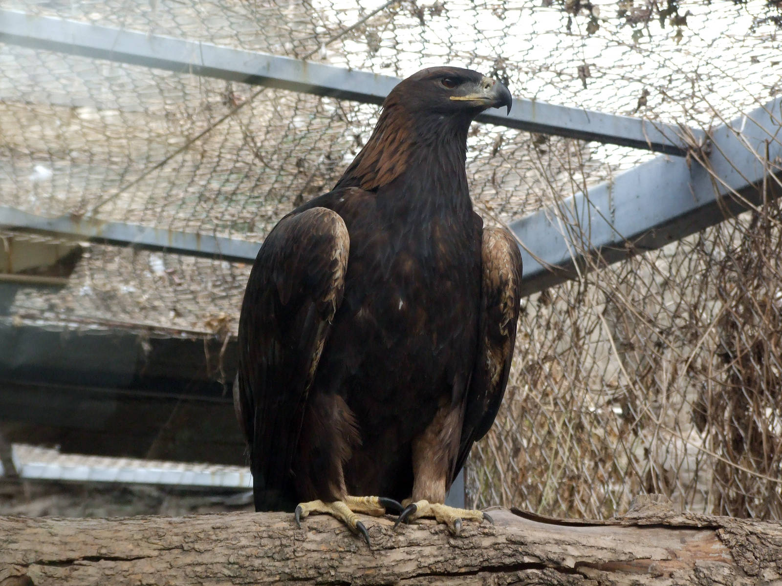 Golden Eagle