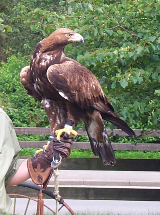 Golden eagle