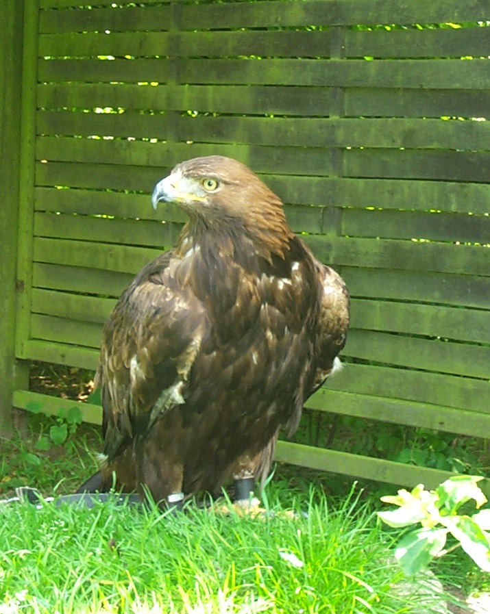 Golden eagle