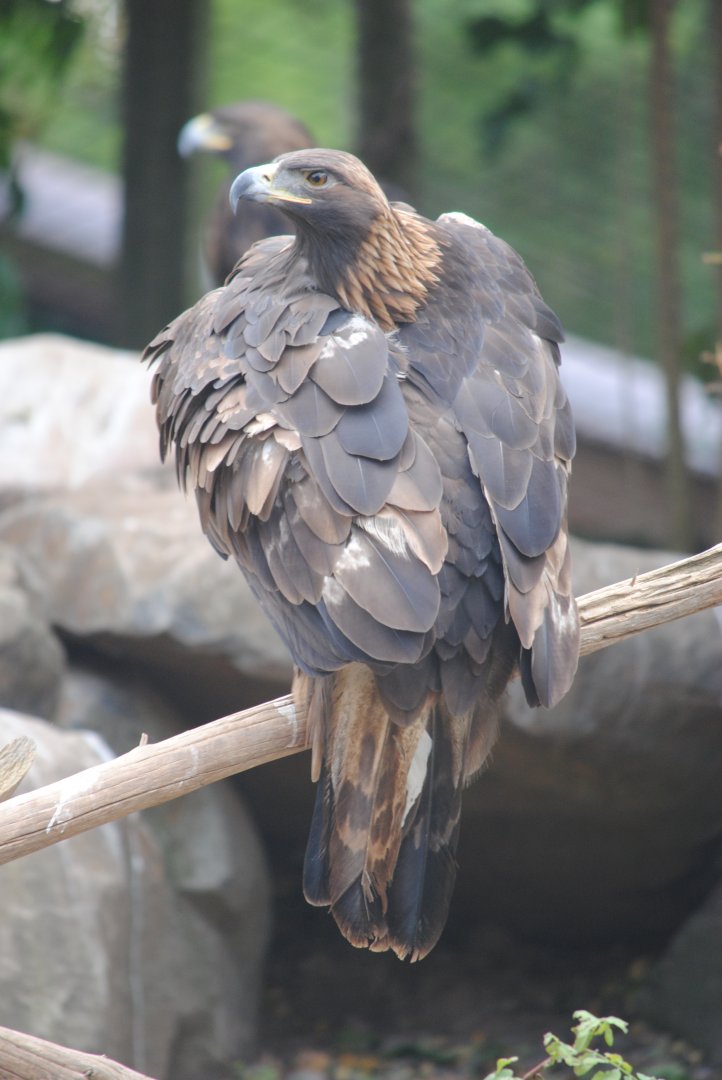 Golden Eagle