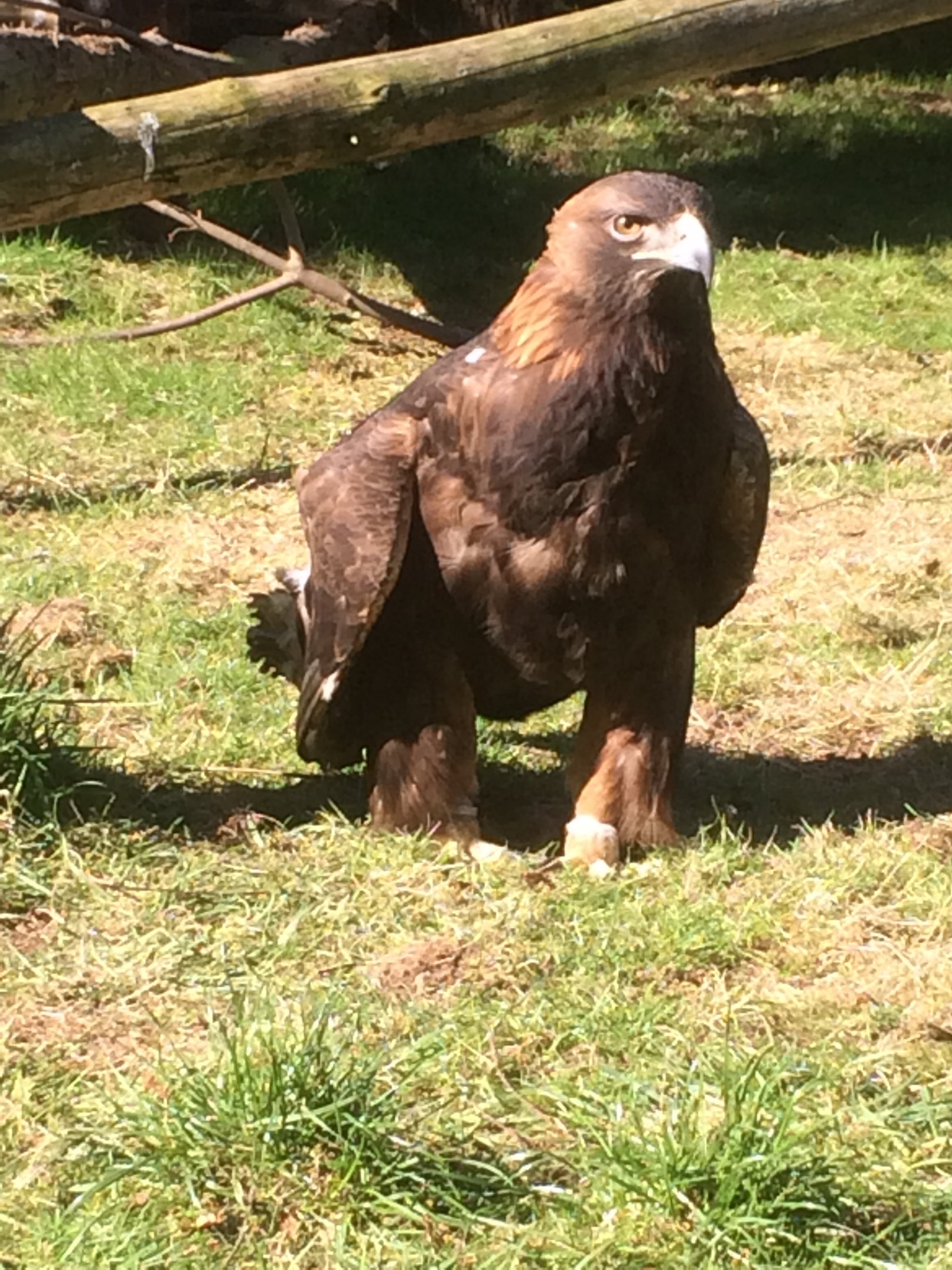 Golden eagle
