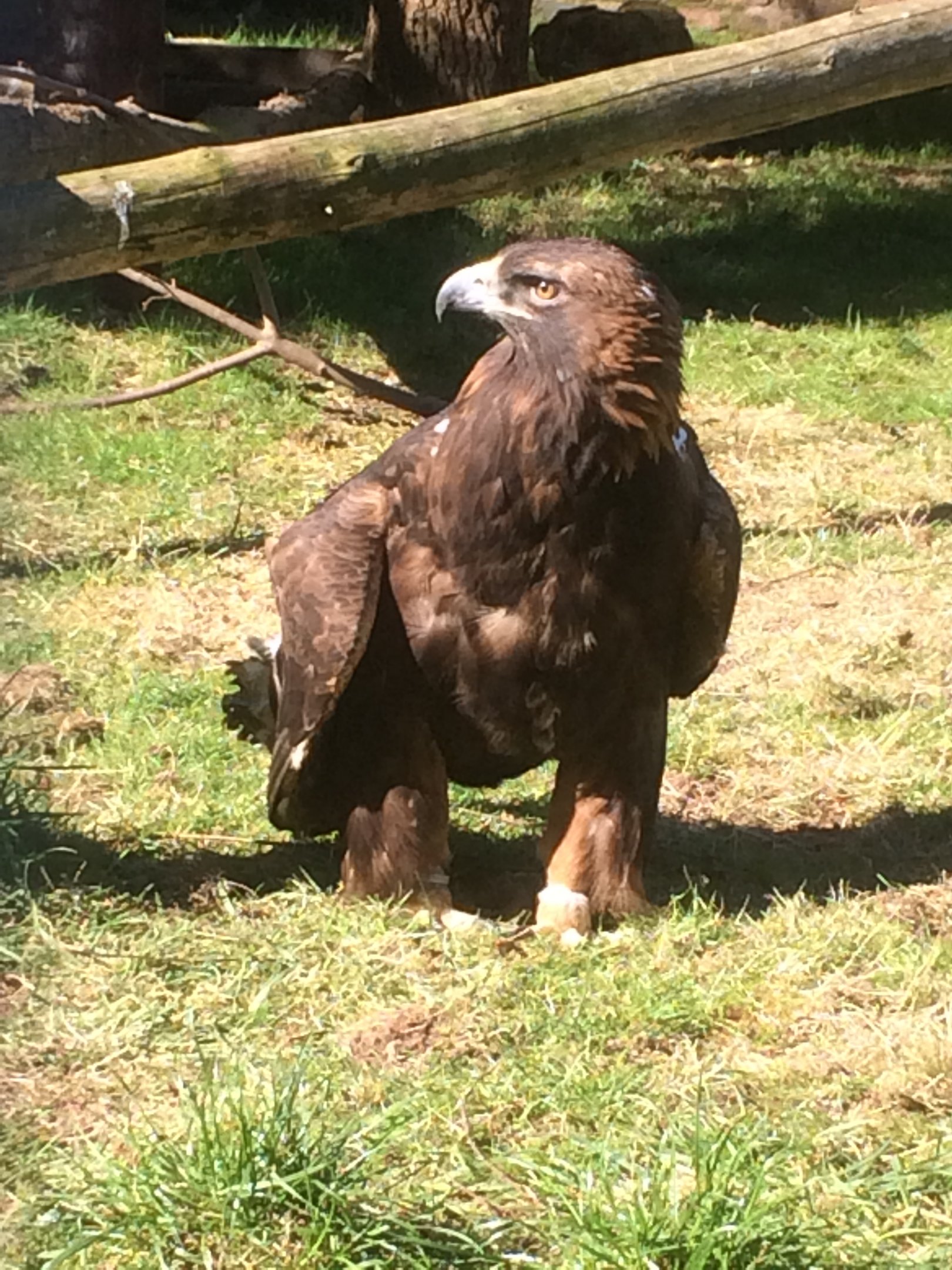 Golden eagle