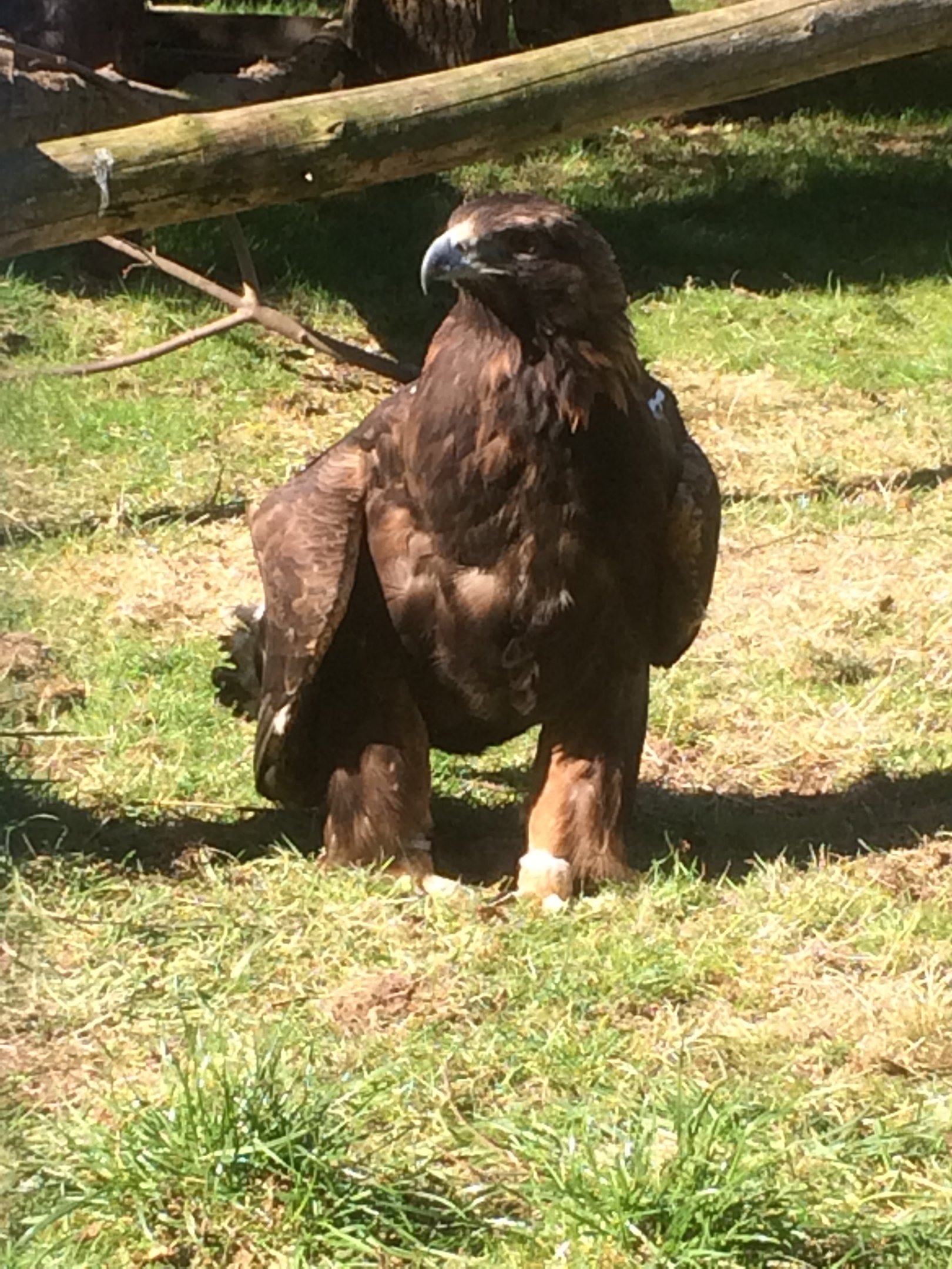 Golden eagle