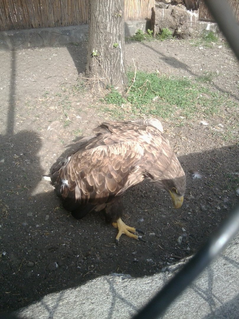 Golden eagle