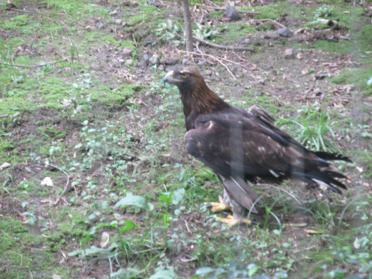 golden eagle