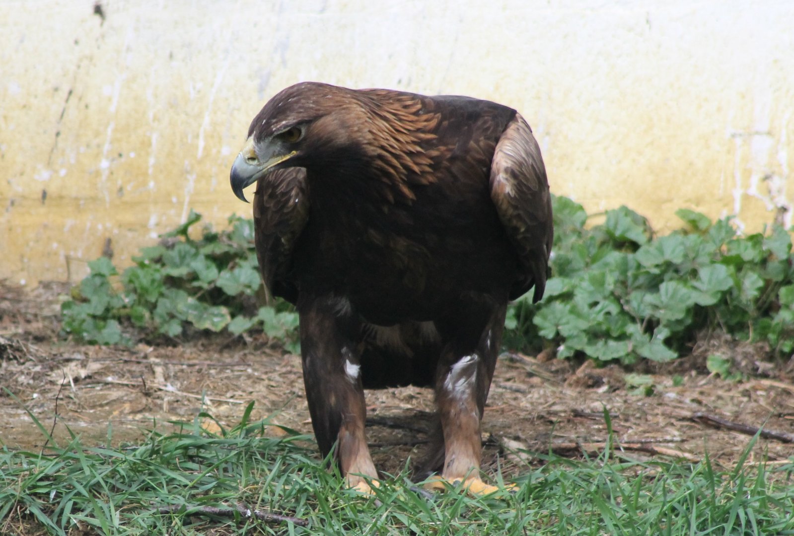 Golden eagle