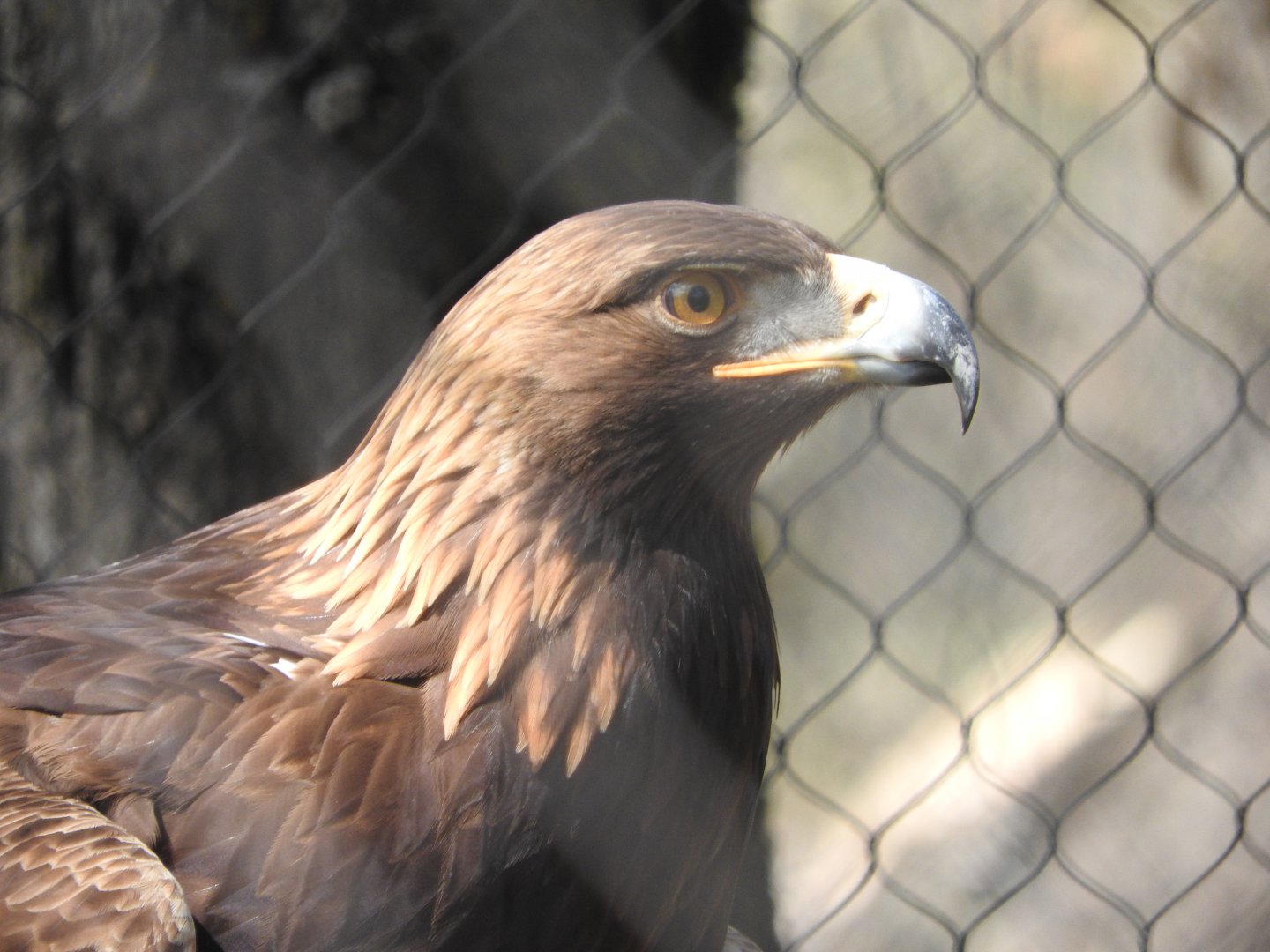 Golden Eagle