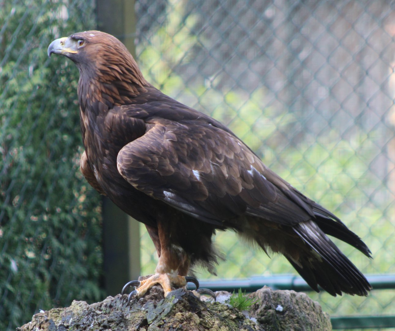 Golden eagle