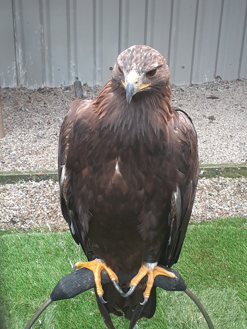 Golden eagle