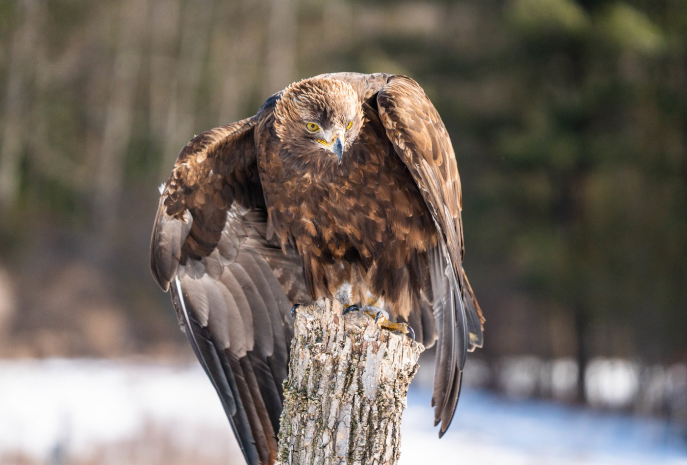 Golden Eagle