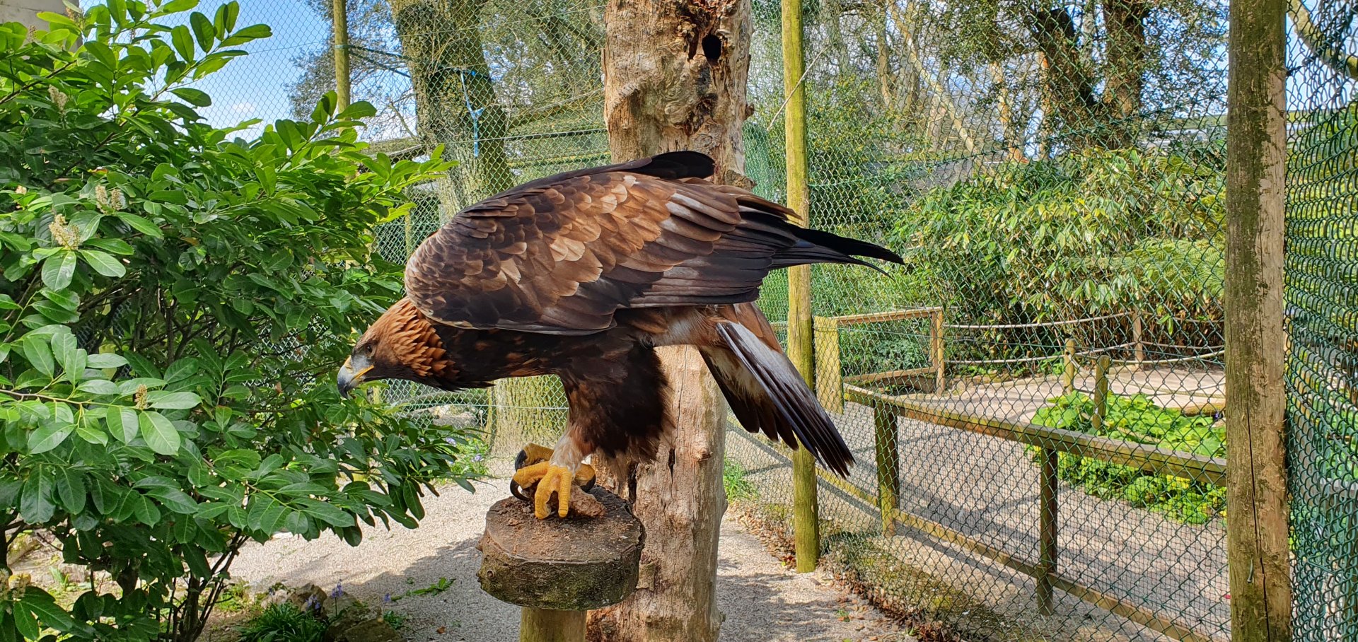 Golden eagle