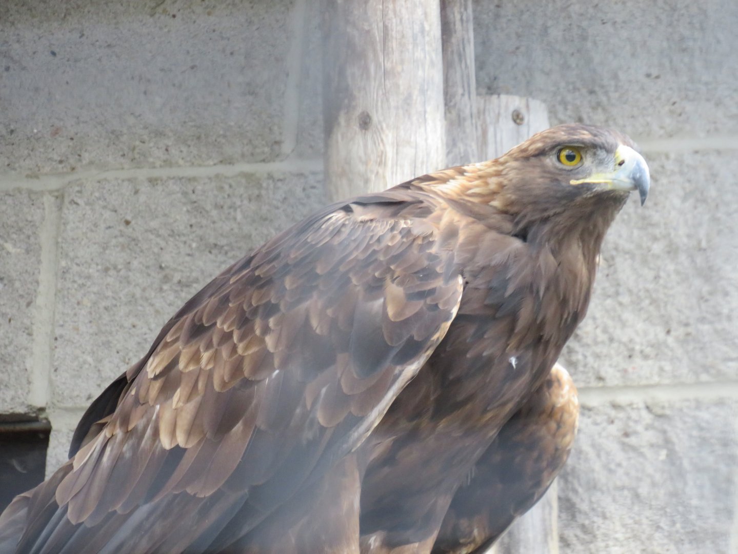 Golden eagle