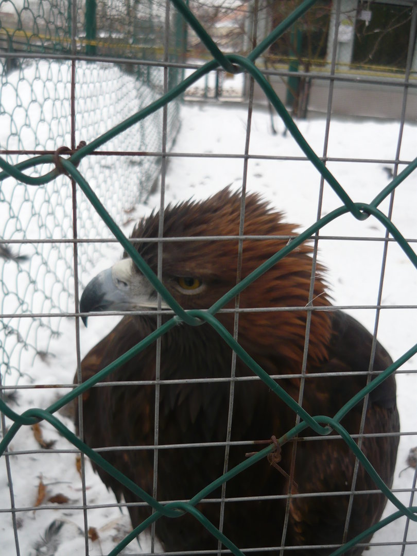 Golden eagle