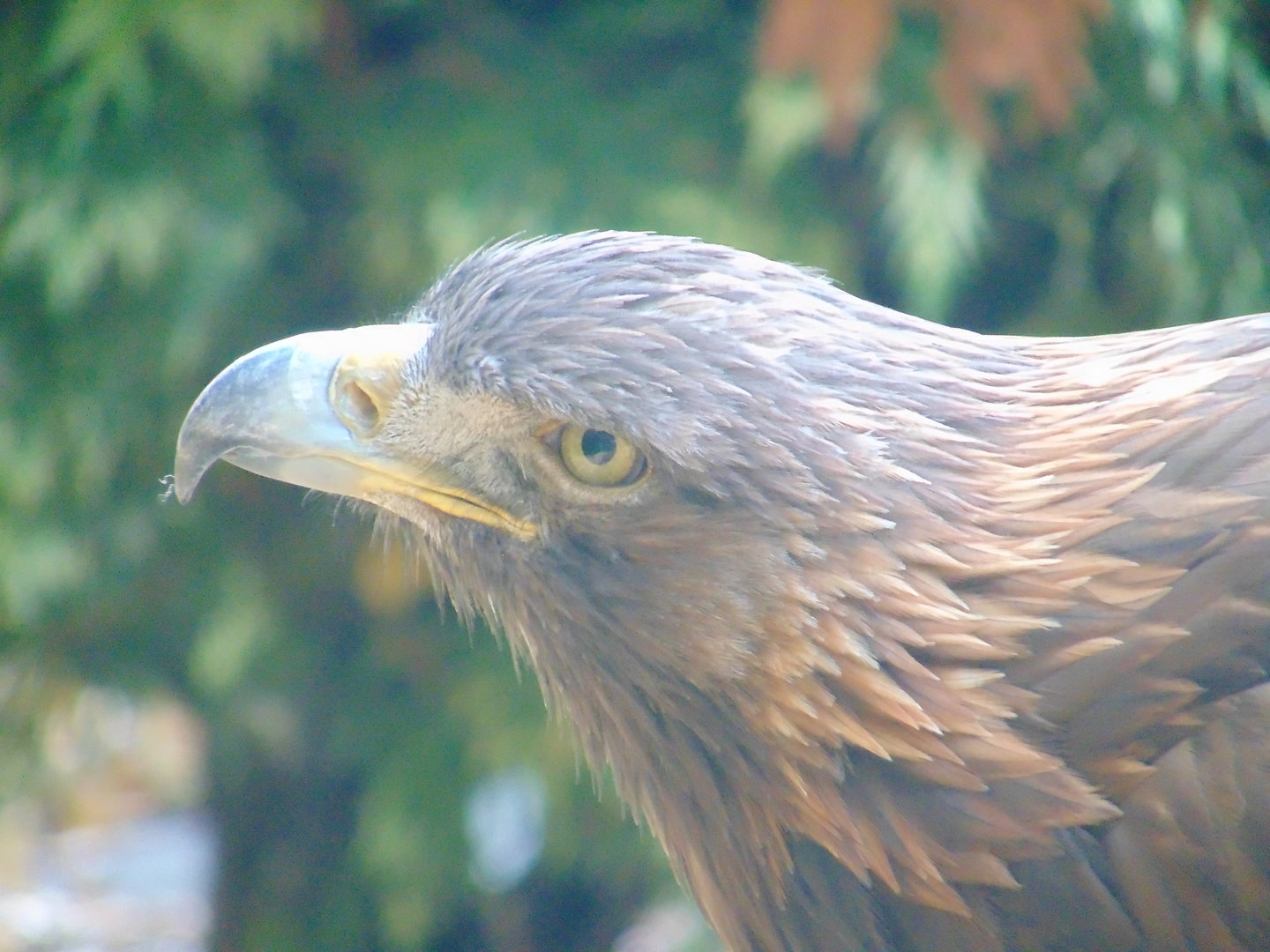 Golden Eagle
