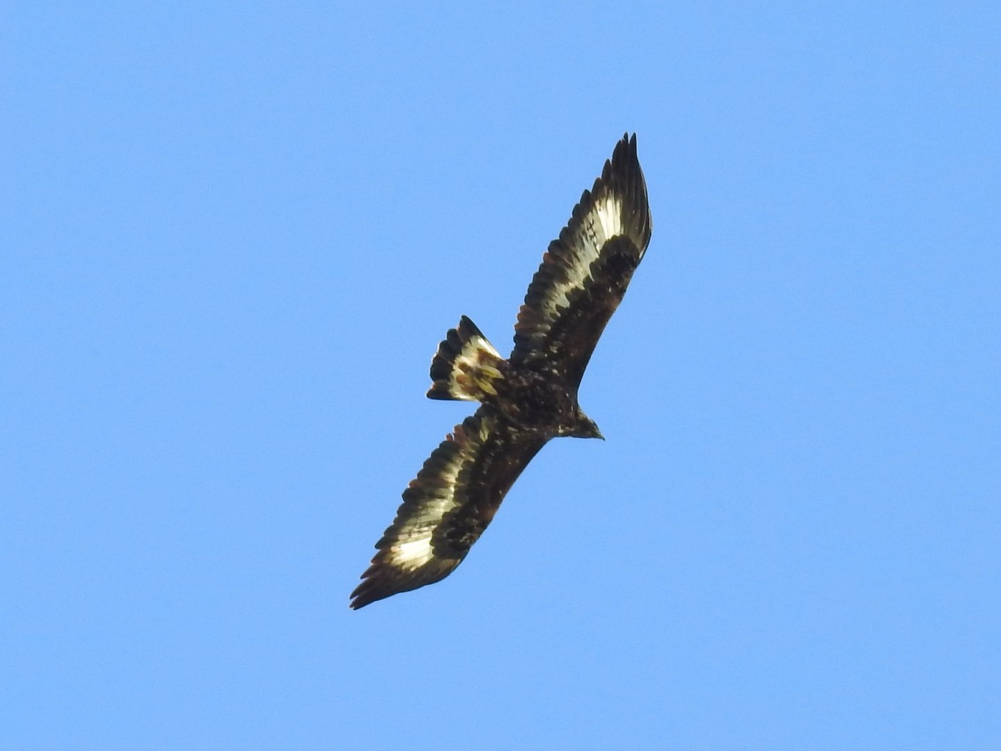 Golden Eagle