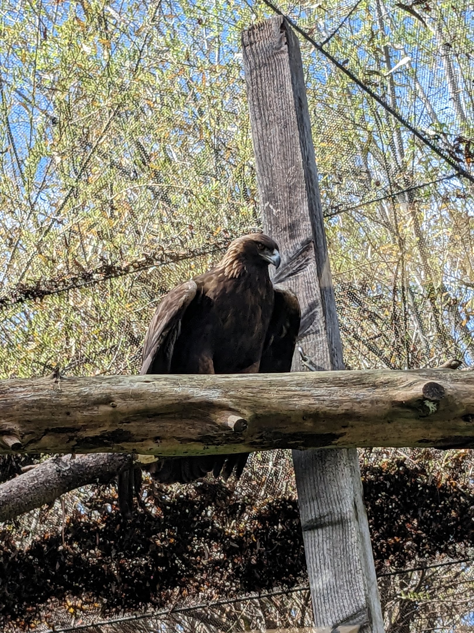 Golden eagle