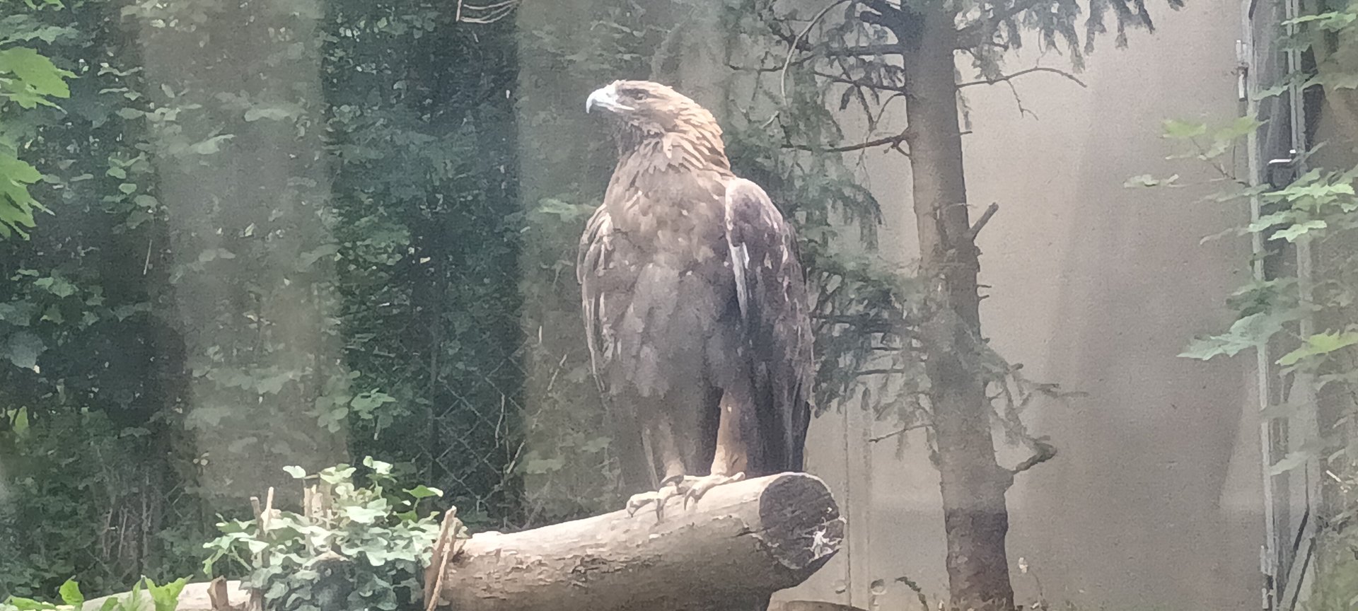 Golden Eagle