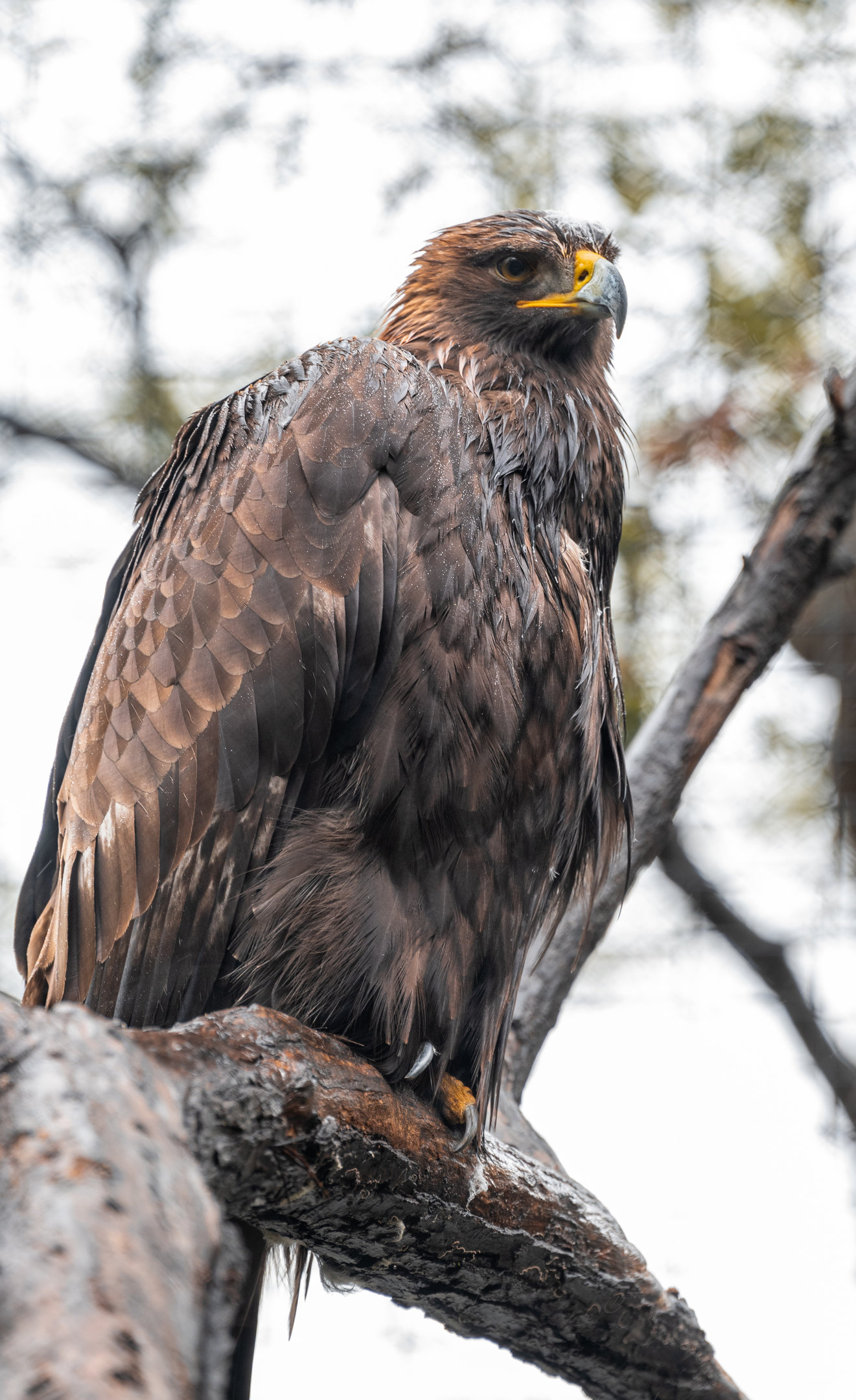 Golden Eagle