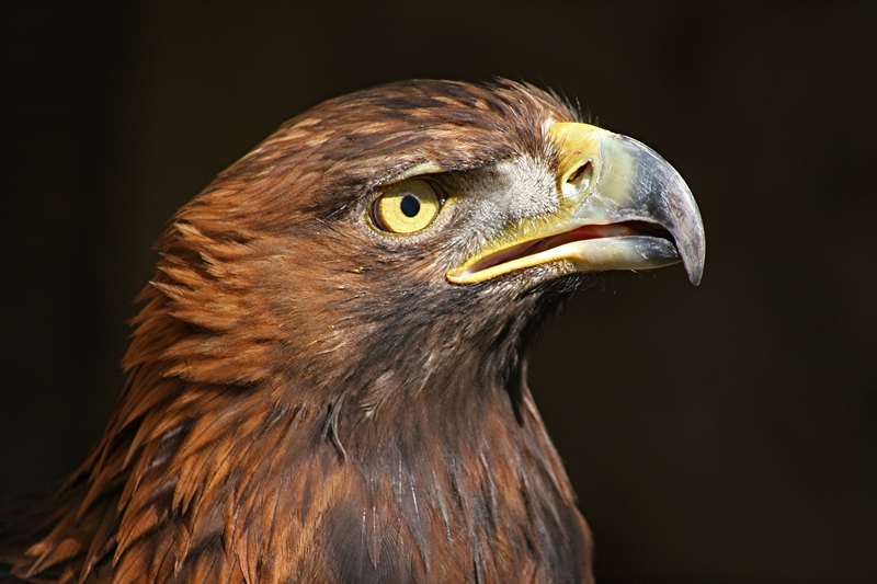 Golden Eagle.