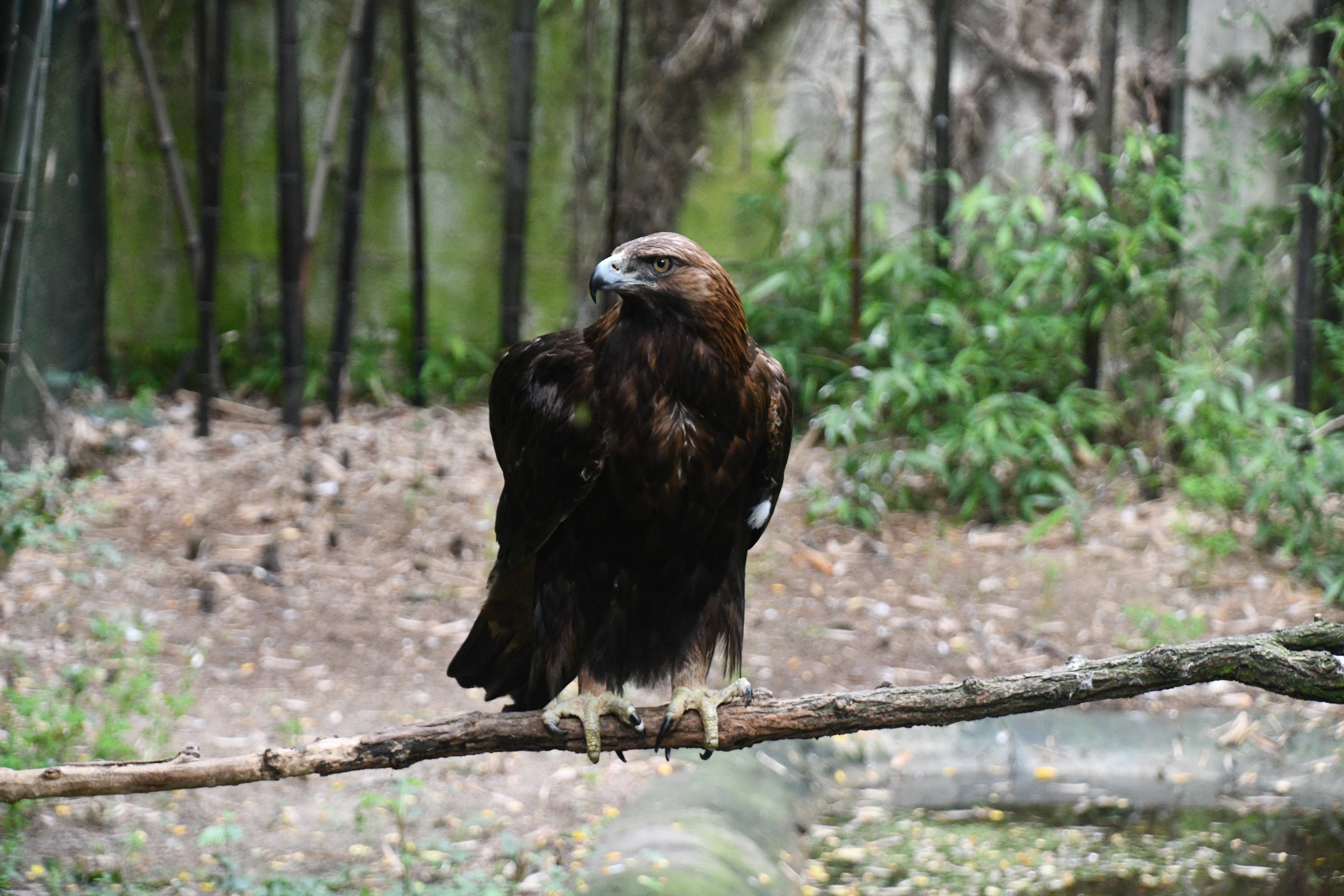 Golden Eagle