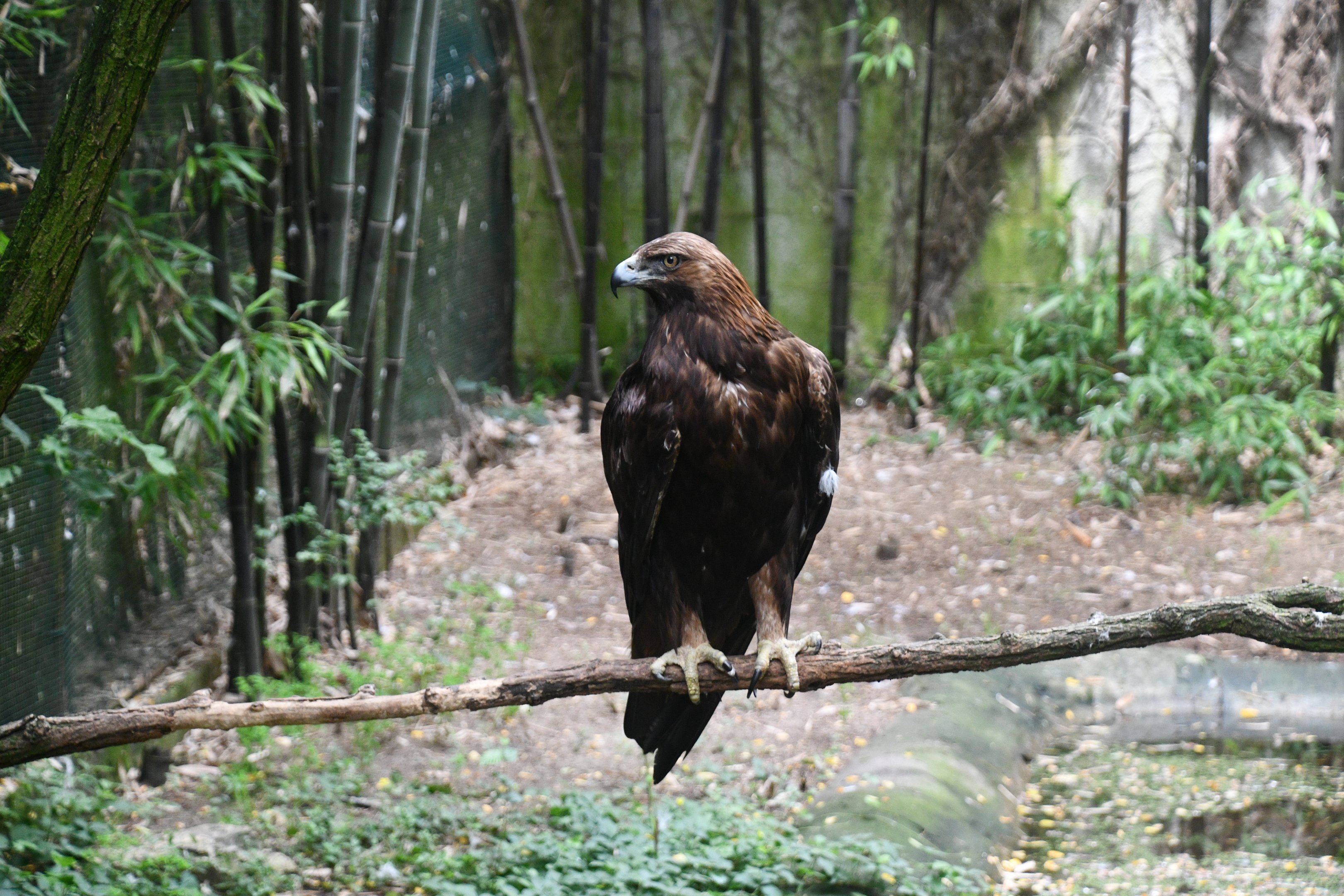 Golden Eagle
