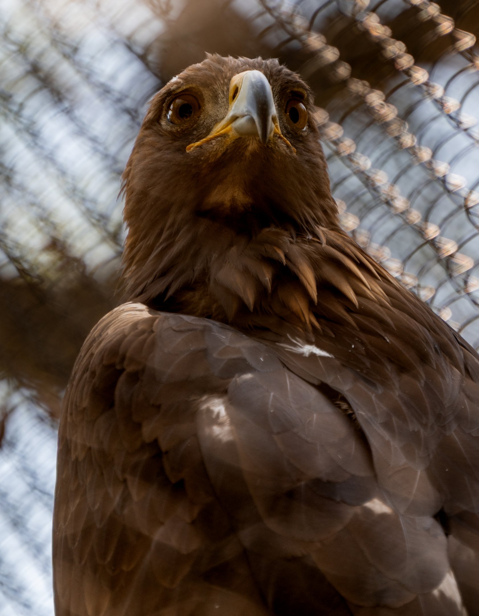 Golden Eagle