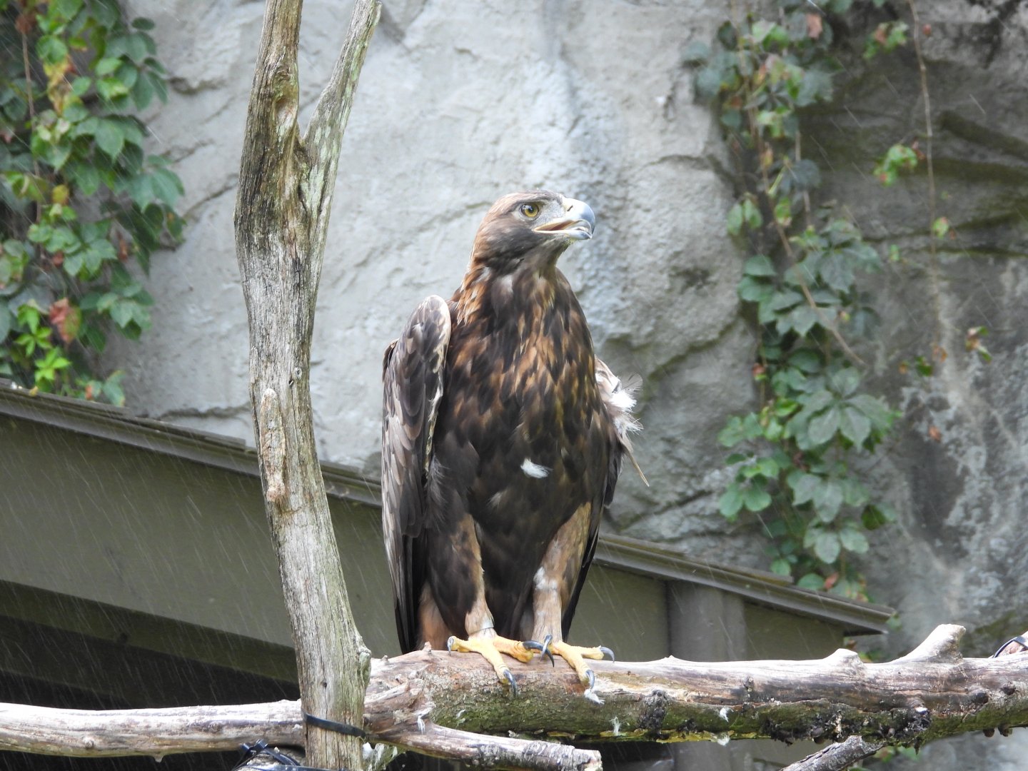 Golden eagle